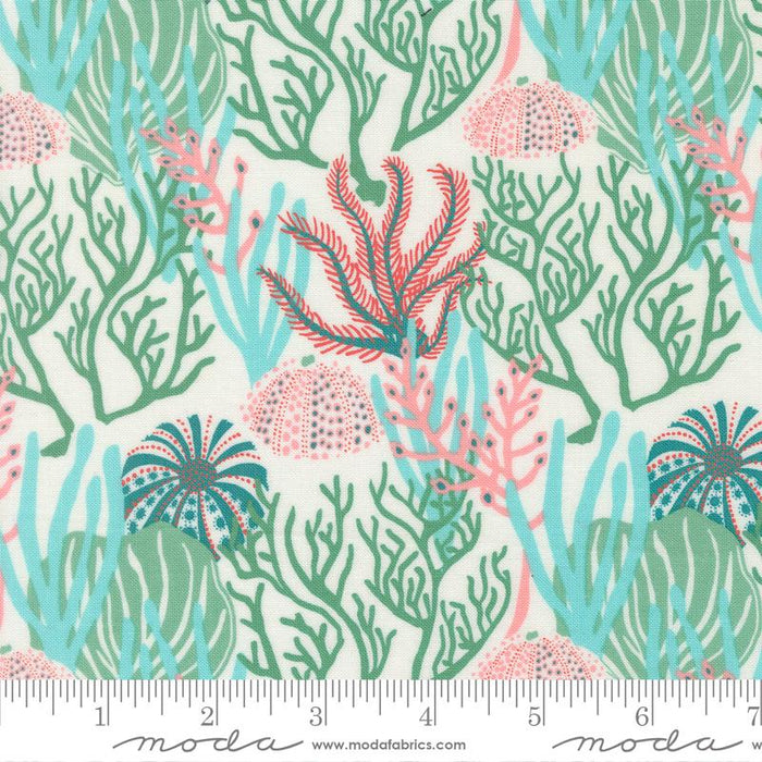F2576 - Reef Coral Reef, Seaweed