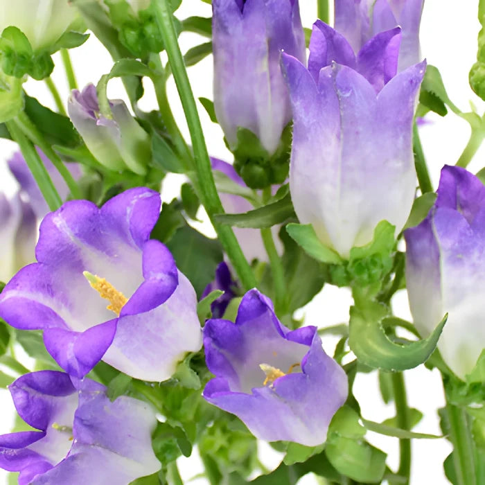 Purple Campanula Bellflowers