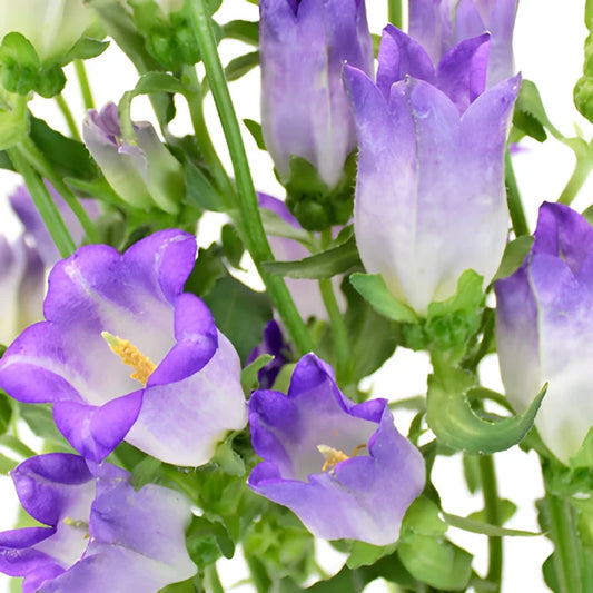 Purple Campanula Bellflowers