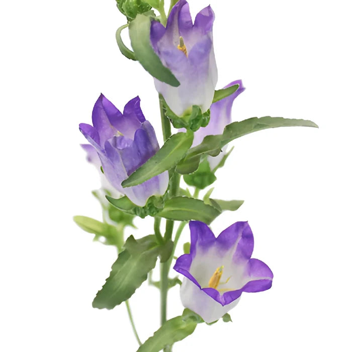 Purple Campanula Bellflowers